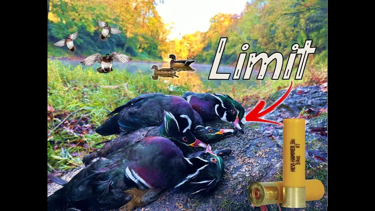 20ga Wood Duck LIMIT on the River