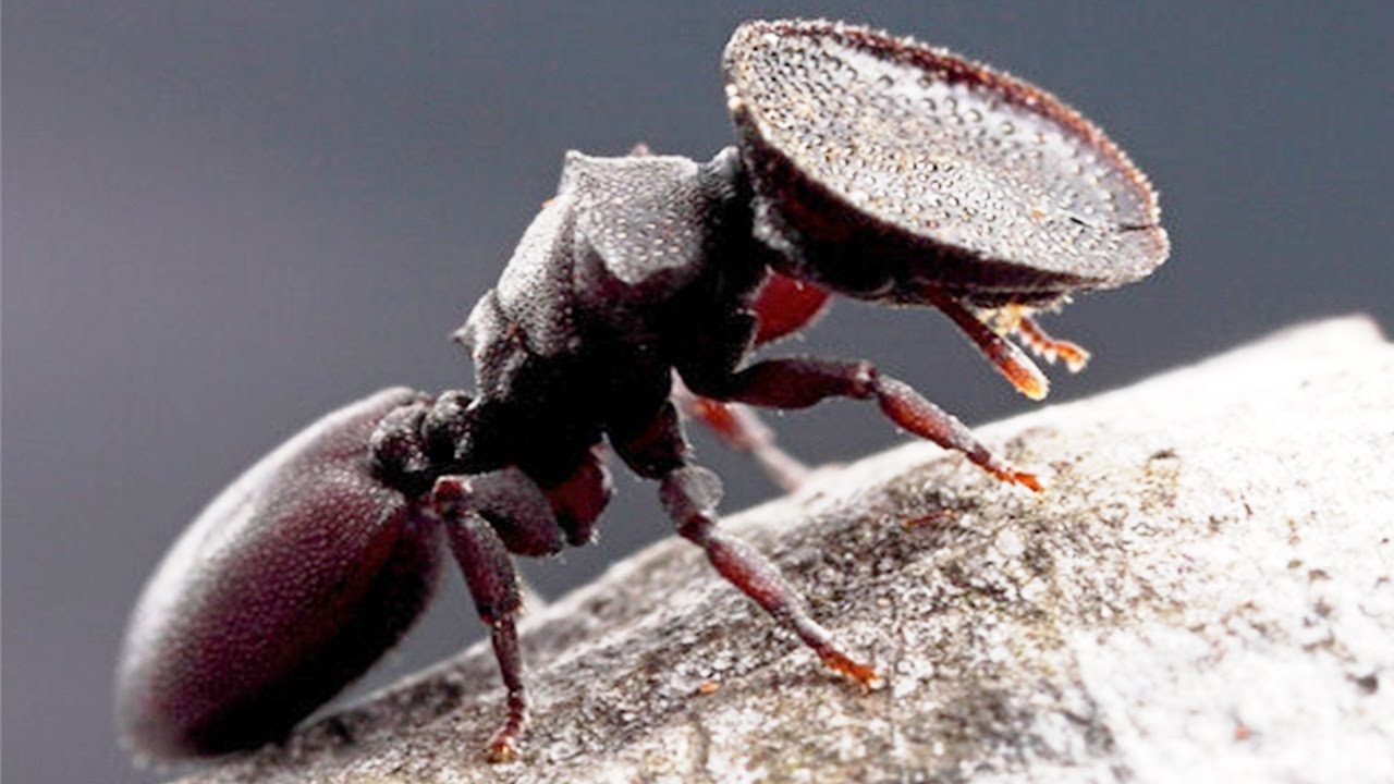 10 Truly Weird Insects In The World