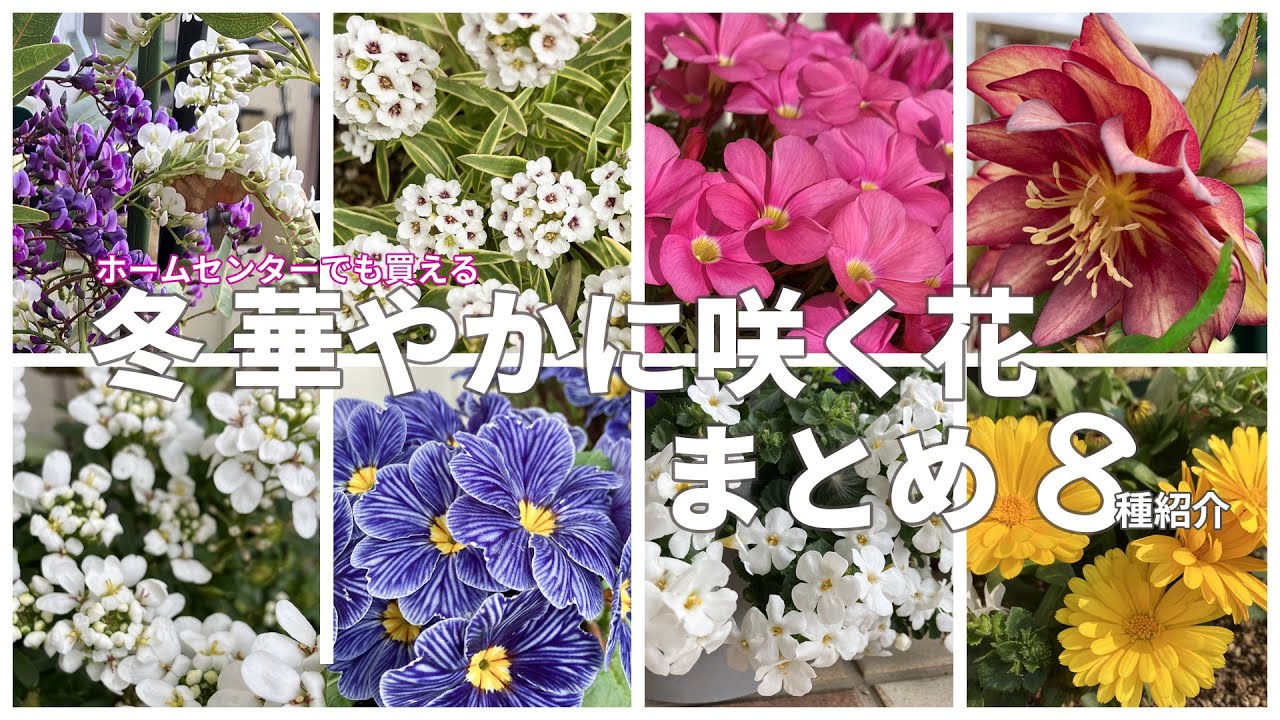【ガーデニング】冬 寒くても咲く花８選　まとめ　園芸にドハマリした店員がおすすめするホームセンターでも買える植物