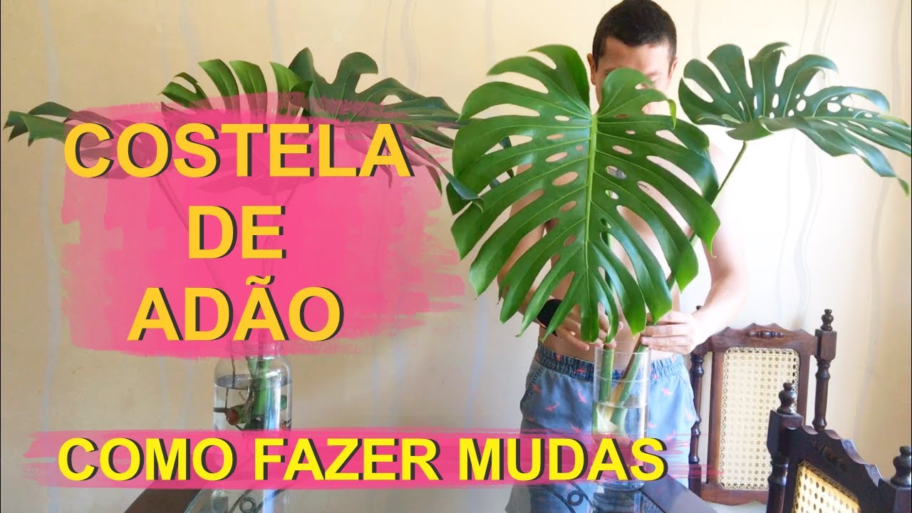 COSTELA DE ADÃO - COMO FAZER MUDAS #costeladeadao
