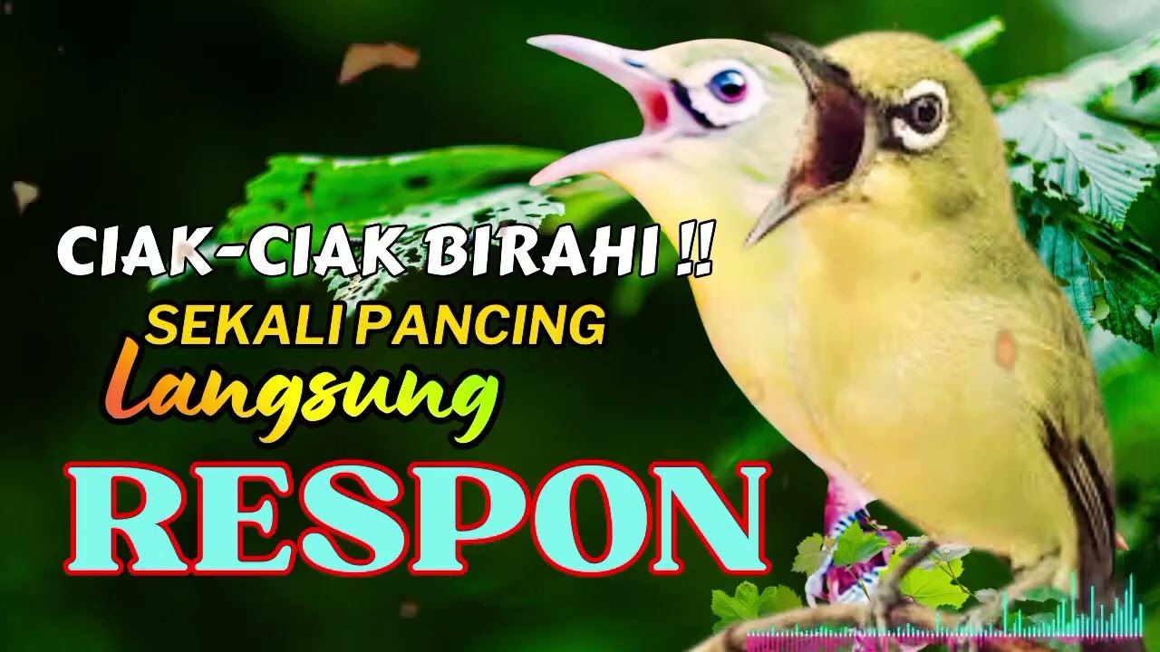 MASTERAN BURUNG PALING DI CARI !! Baru Diputar Langsung Bikin Lawan Emosi!