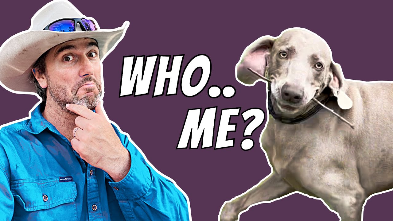 Gilbert The Hat Thief... Caught Red Pawed. The Curious Case of The Kleptomaniac Canine