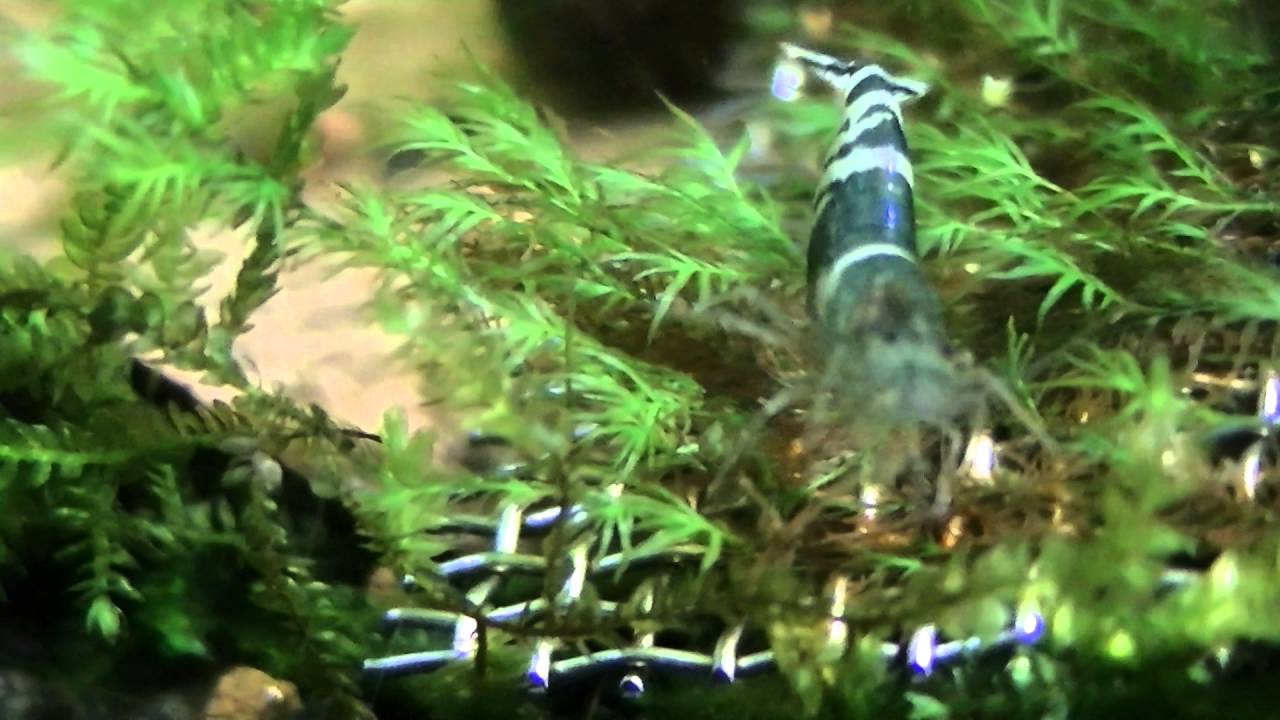 New Shrimp Paracaridina sp. 