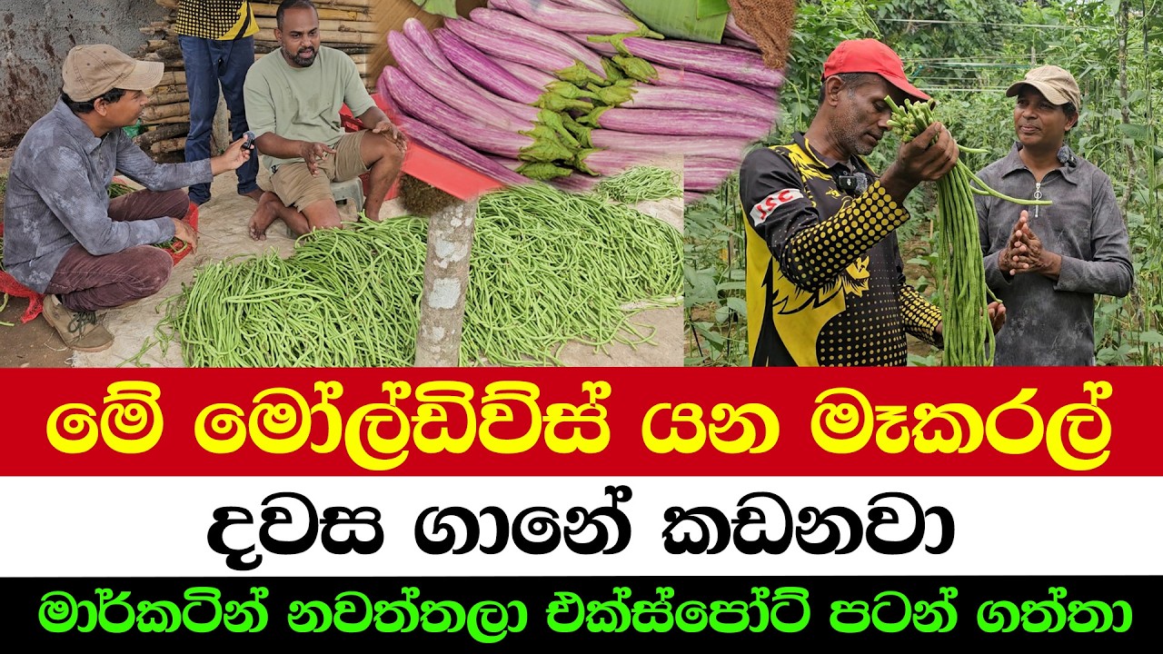 Selling Mackerel to Maldives for Big Money!