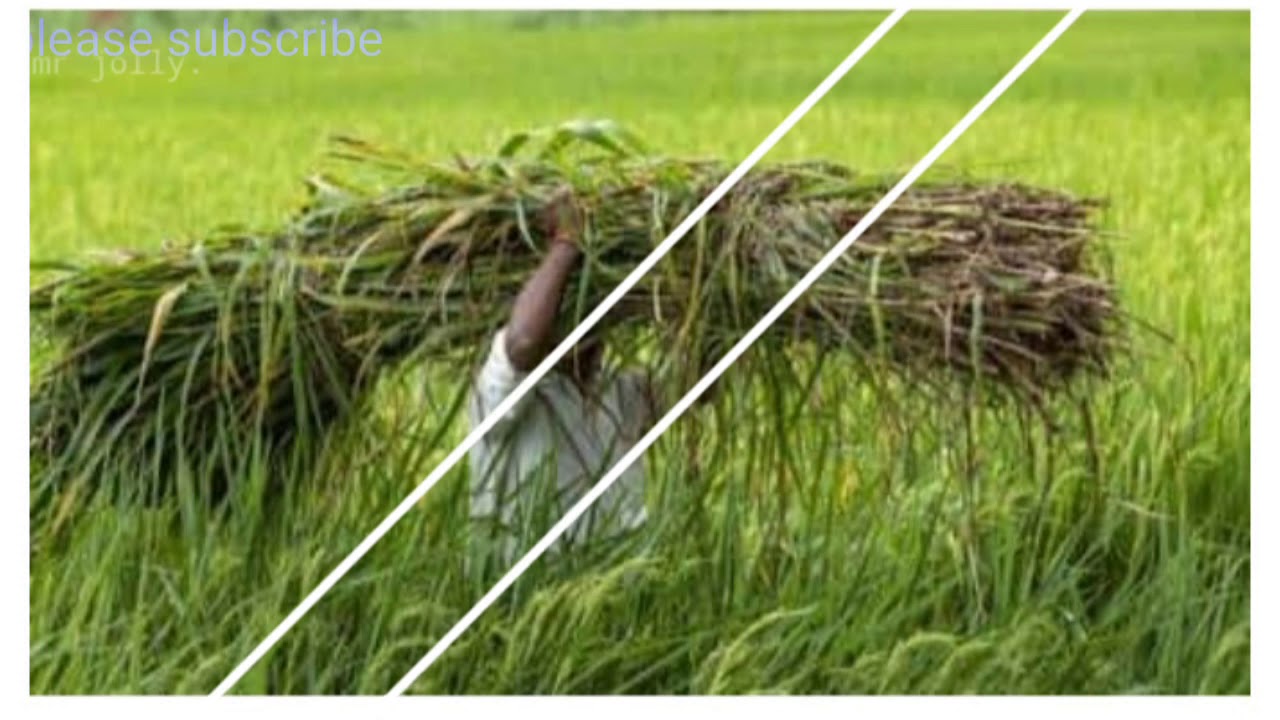 happy farmer day status video farmers day WhatsApp status video