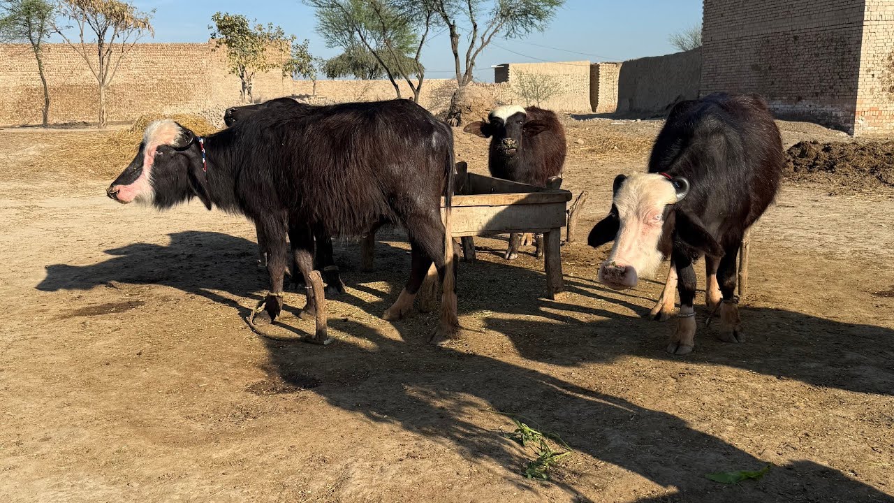 Beautiful Neeli ki katyan 03456414876 March 6, 2026