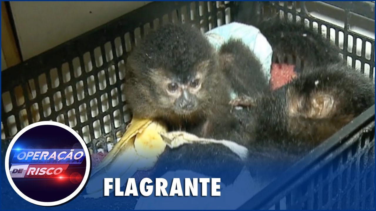 Macaquinhos são resgatados em operação contra o tráfico de animais