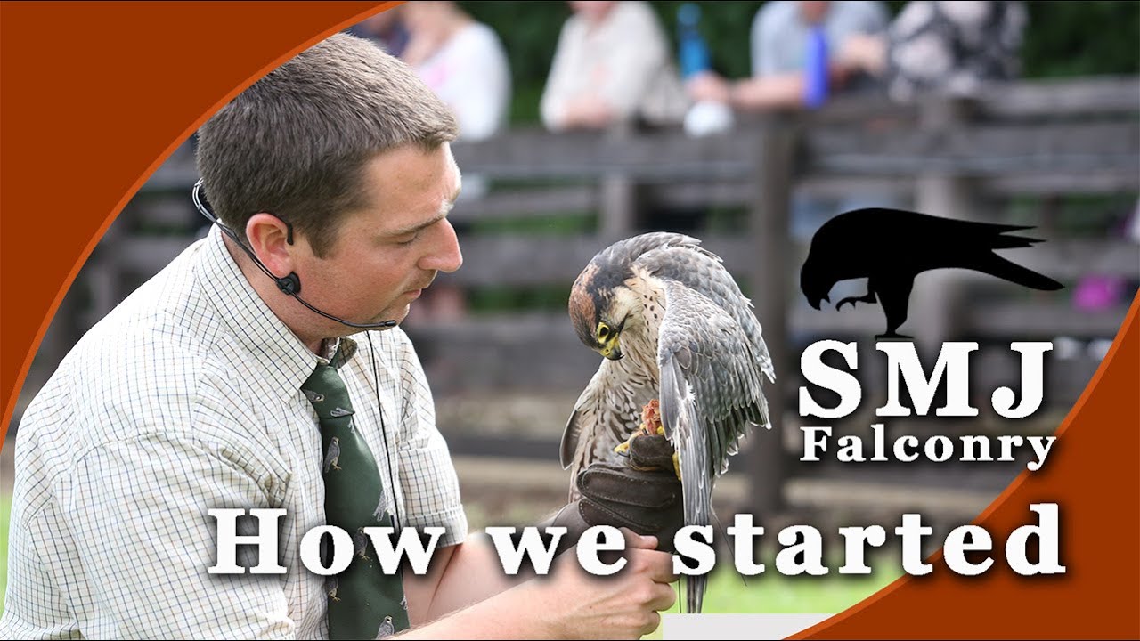 SMJ Falconry - How we started with Birds of Prey | Our Falconry Journey