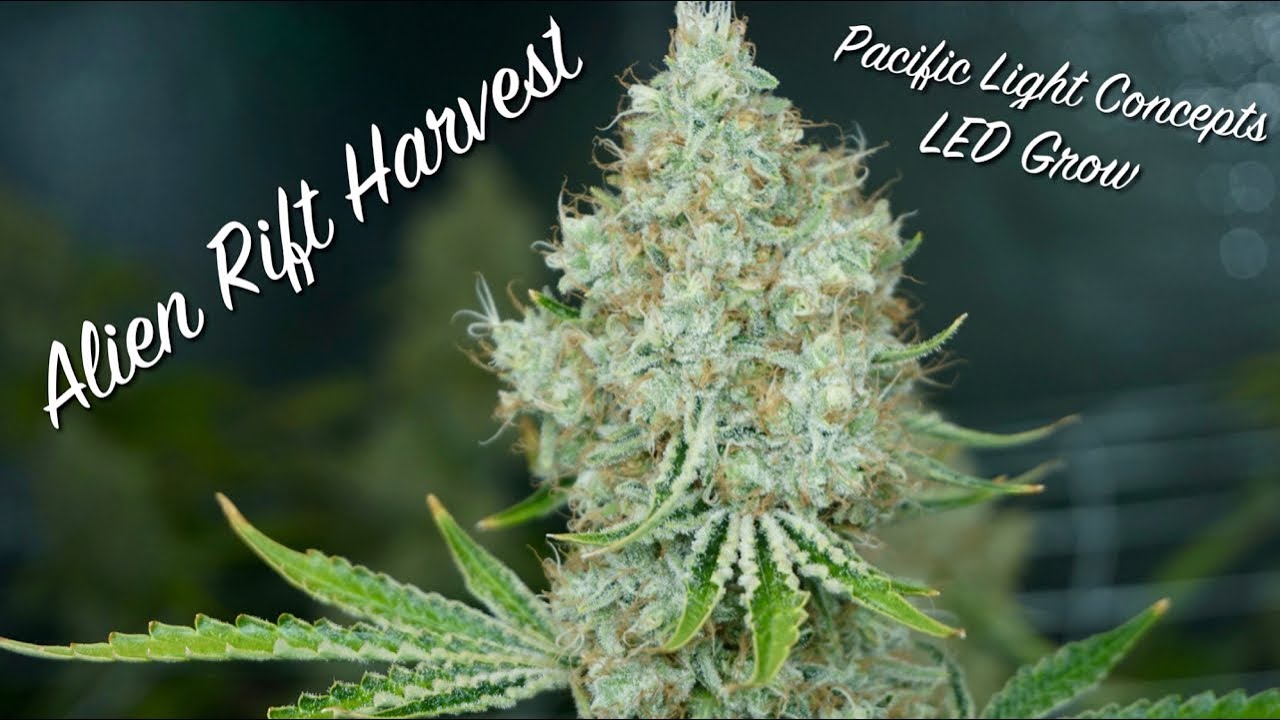 Alien Rift Pacific Light Concepts Grow Harvest and Yield
