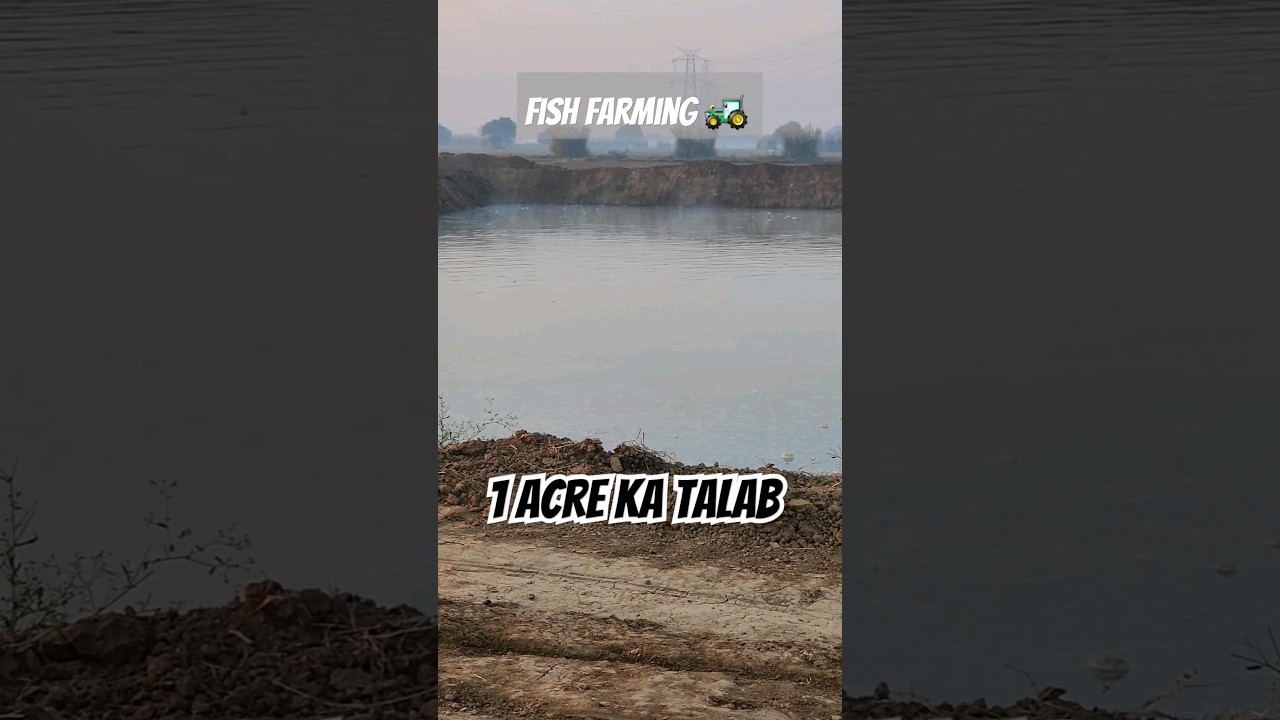 👨&zwj;🌾1-acre ka Talab Fish Farming🚜 #satisfyingvideo #trendingvideo #shortsvideo