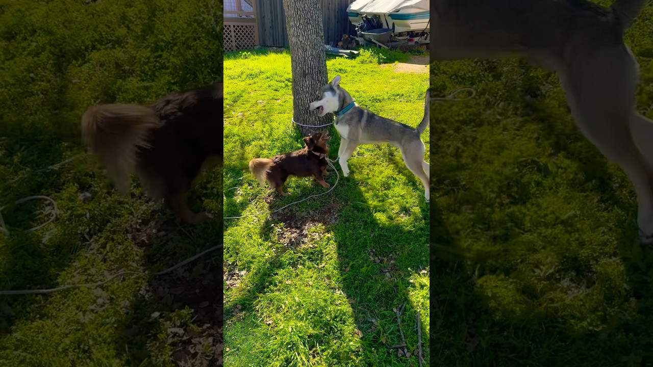 Lil&rsquo; Remy vs. Big Boy Blue (Round 2)