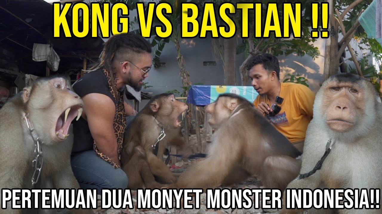 KONG VS BASTIAN PERTEMUAN DUA MONYET MONSTER INDONESIA!! #AudreyA #KINGOFTHEJUNGLE