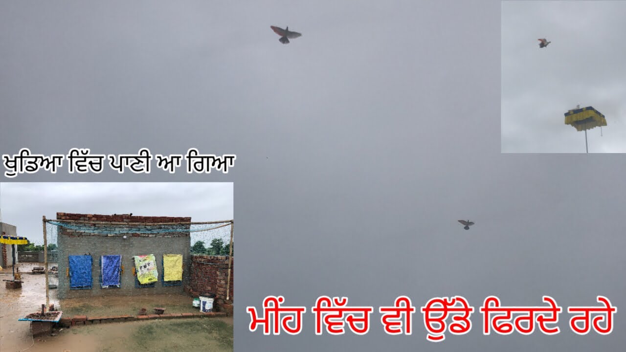 ਲਓ ਜੀ॥ ਅੱਜ ਛੱਡਤੇ ਬੱਚੇ🕊️ਮੀਂਹ⛈️ ਆ ਗਿਆ, ਬੱਚਿਆਂ ਨੂੰ ਮੀਹ ਚ ਬਹੂਤ ਔਖਾ ਬਿਠਾਈਆਂ,ਛੱਤਰੀ ਤੇ॥#kabootar 