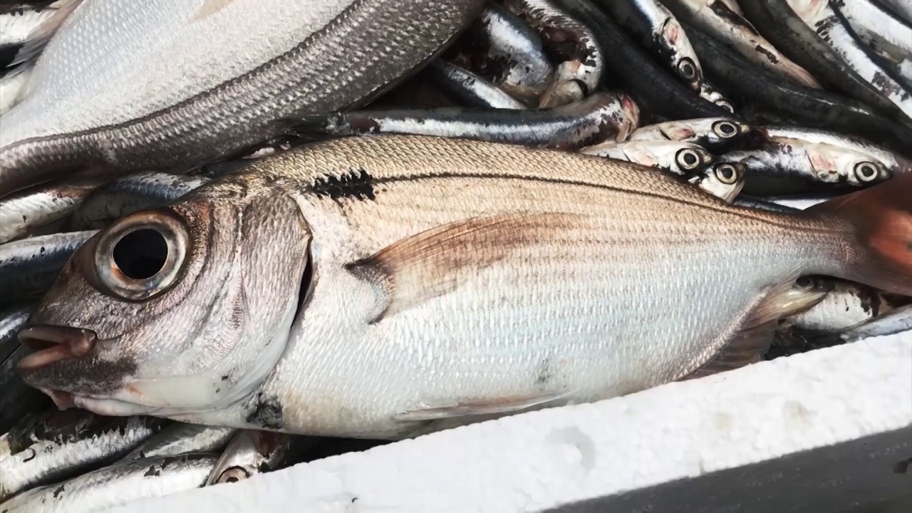 Bolentino Profondo (Raymarine)
