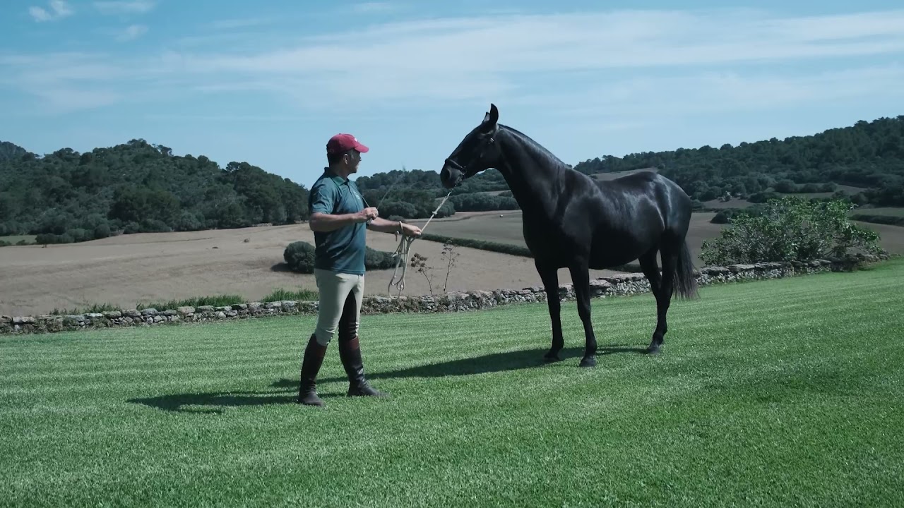 Ganadería Son Felip (Caballo Menorquín)