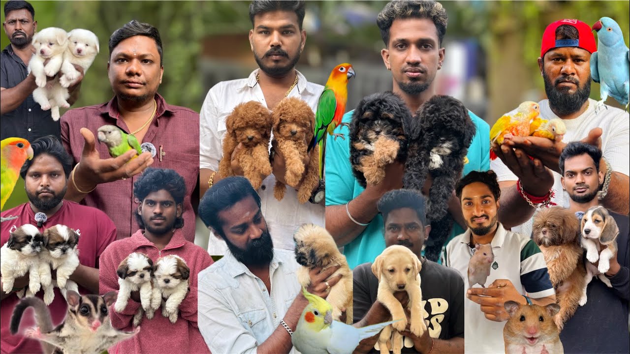 Pets Vlog 2026 1st Video of Chennai Broadway Pets Market | #nangalegendpa 