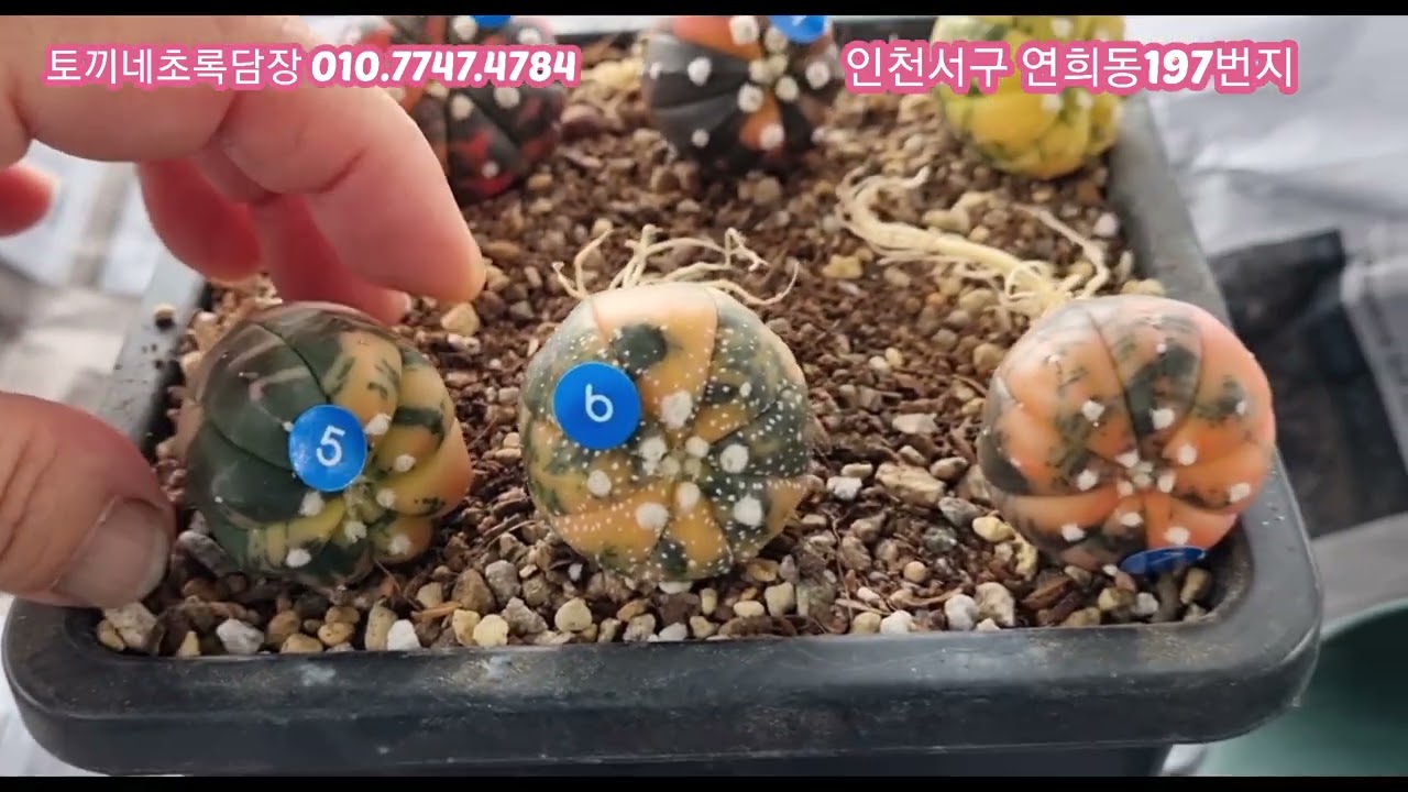 투구금  소개합니다~^^