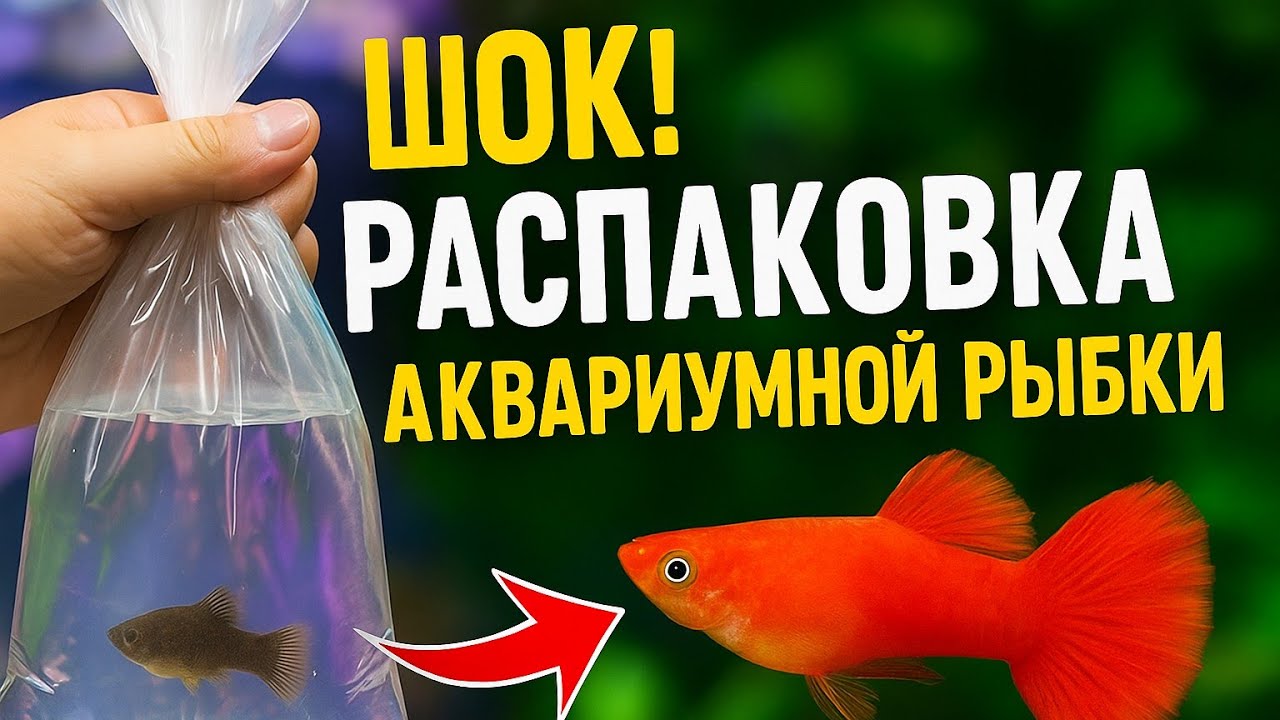 🌿 Распаковка новой рыбки! Как адаптировать без стресса?