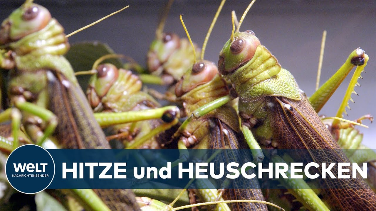 HEFTIGE HITZEWELLE: Milliarden Heuschrecken und D&uuml;rre in Italien