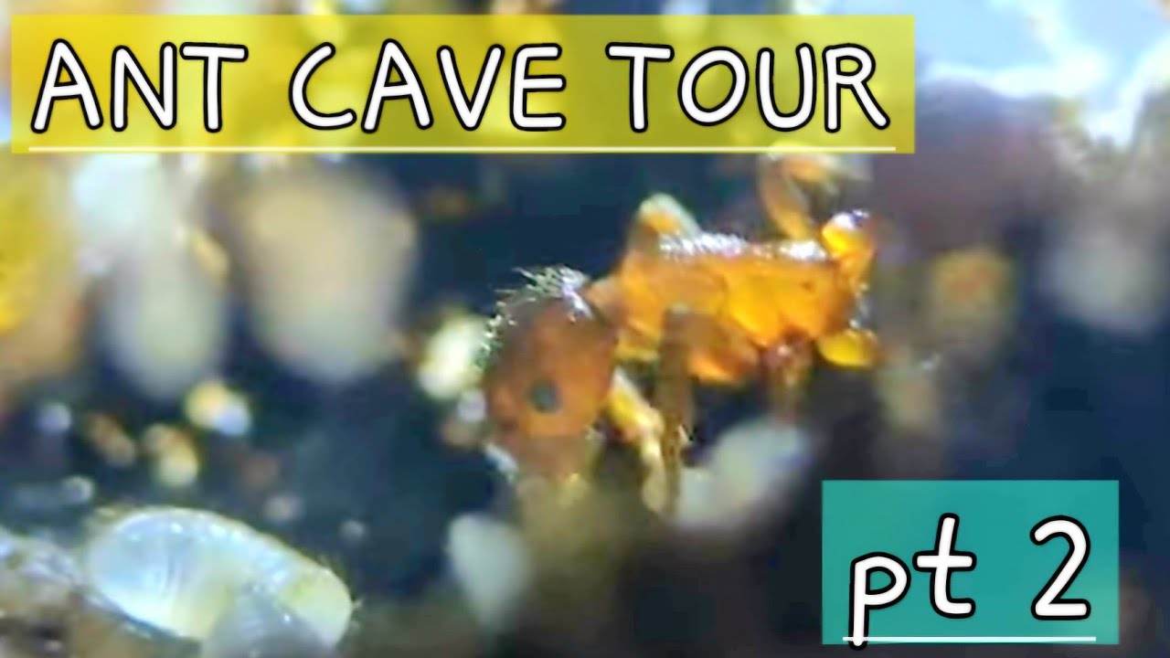 ANT ROOM TOUR - Pt 2 - lotsa natives