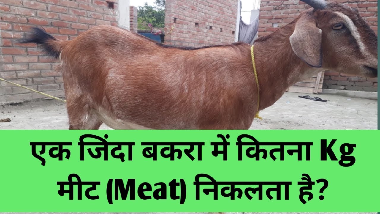 एक जिंदा बकरा में कितना Kg मीट निकलेगा ? || goat farm || bakri plan ||  fk guru