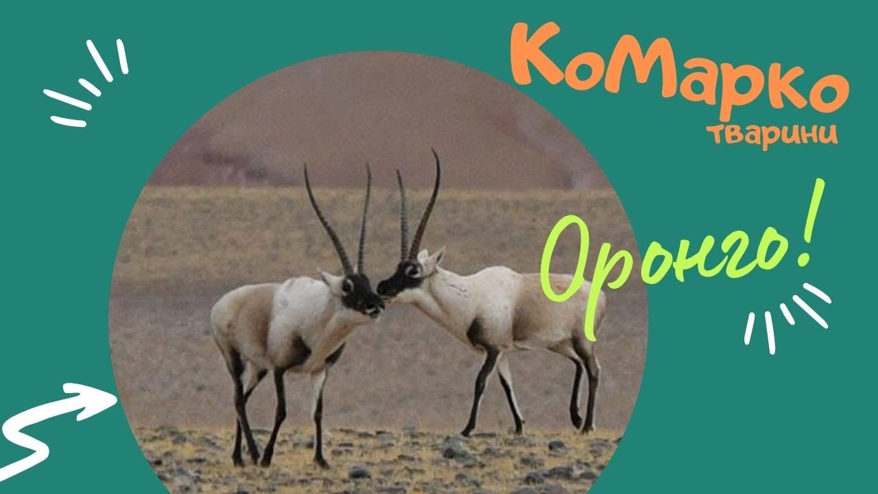 Оронго(Тибетська антилопа)Тварини Гімалаїв  | КоМарко