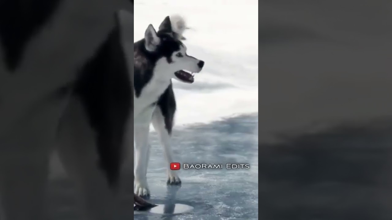 A true leader always help his team 😞|| Dogs WhatsApp status  || Status King 👑