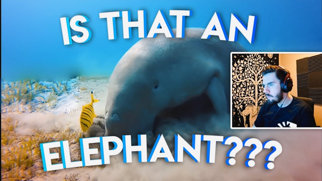 IS THAT AN ELEPHANT ?? | Stream Highlights
