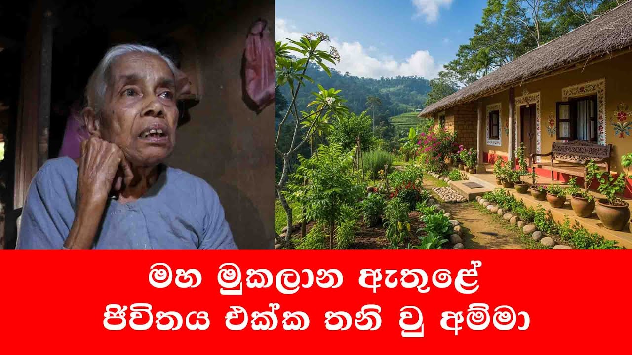 වදුරන් රජ කරන සිය අහිංසක නිවස වෙන දේ
