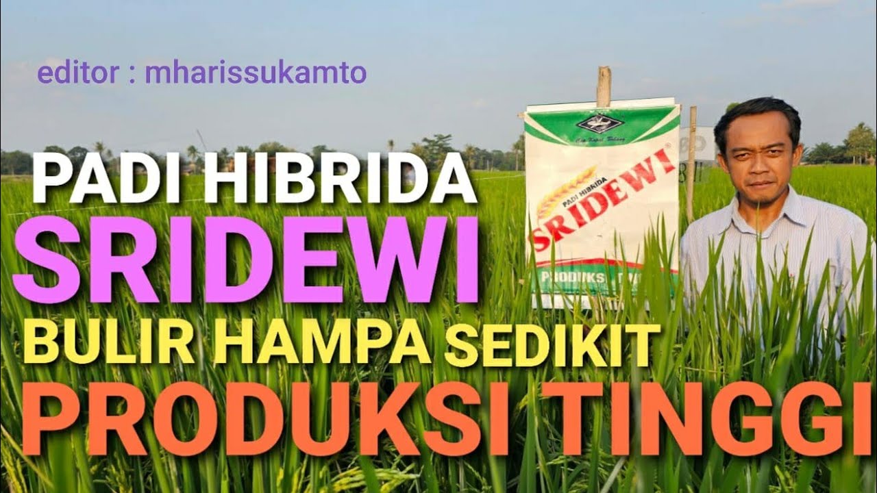 Padi HIBRIDA SRIDEWI, bulir hampa sedikit sehingga tinggi produksinya kata Fajar Hari Nugroho