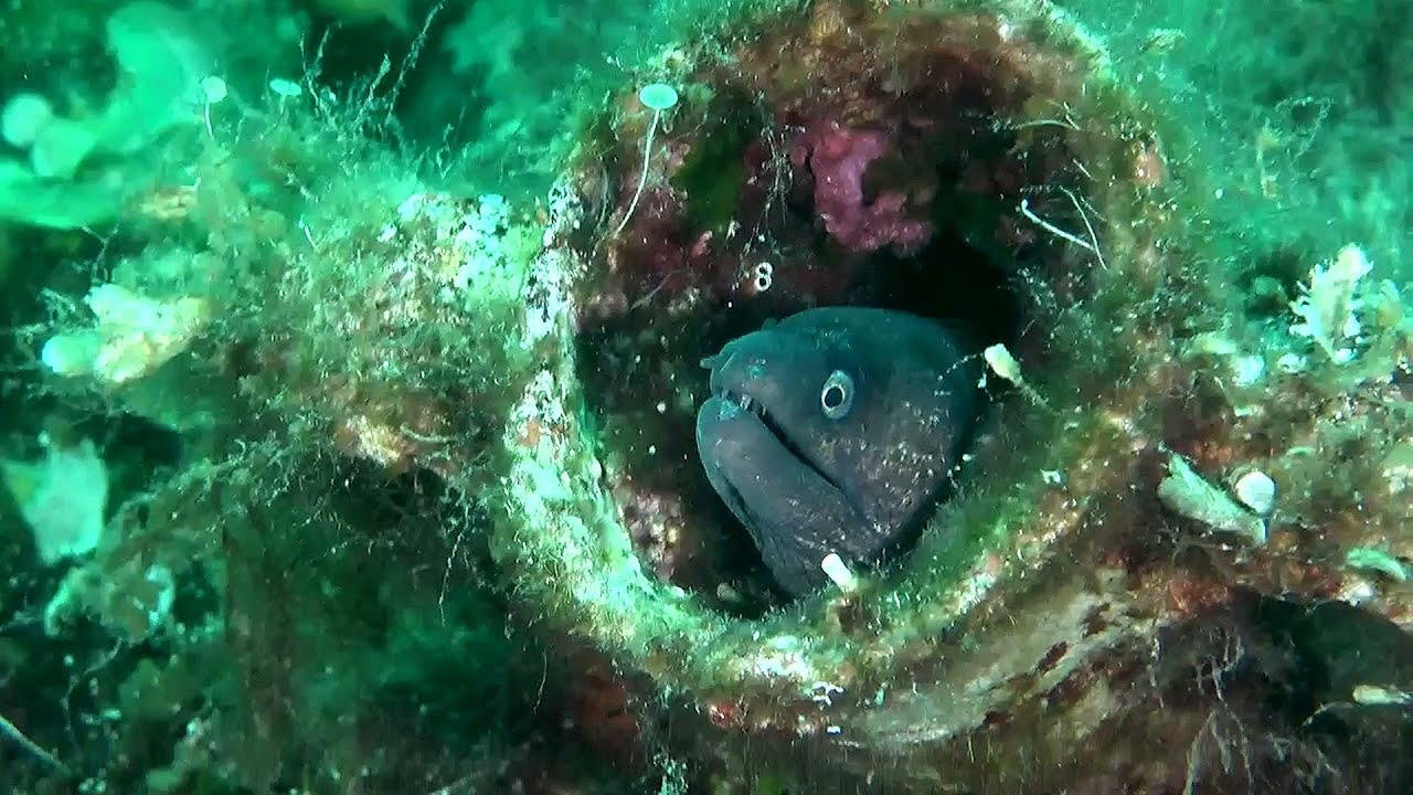Alonissos Underwater Museum