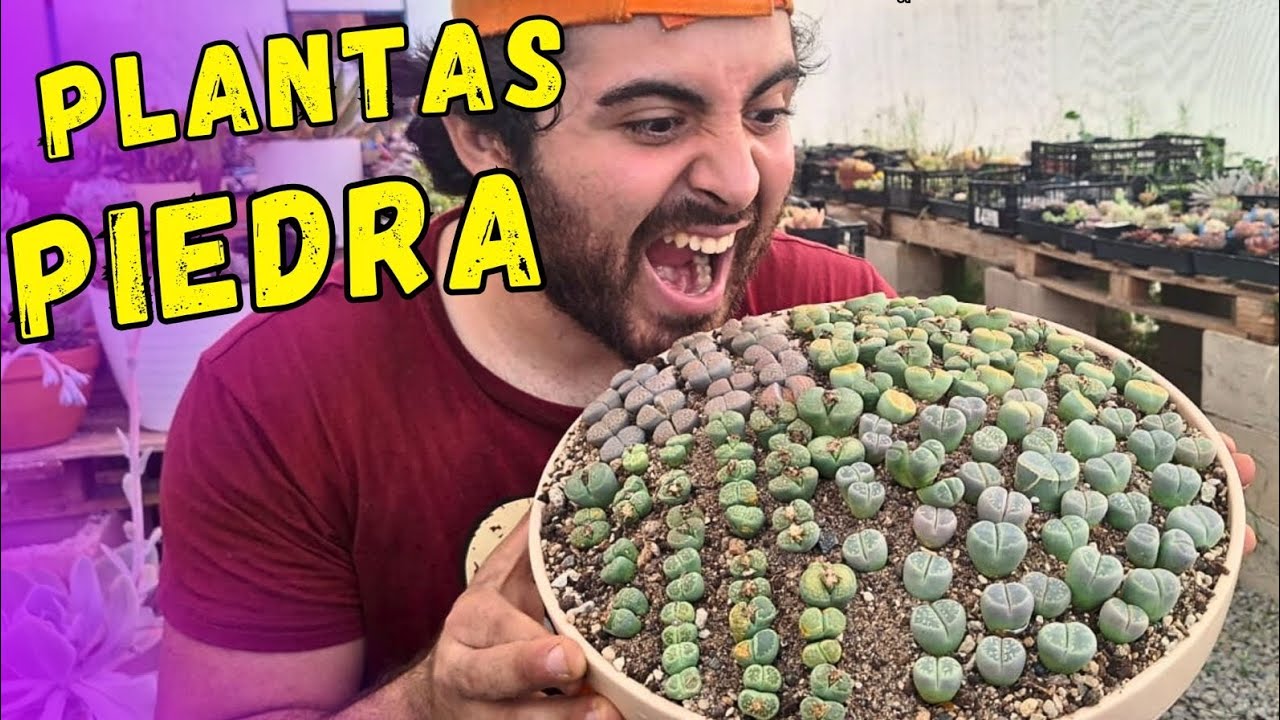 PLANTAS PIEDRA LITHOPS trasplante y poda de raíces