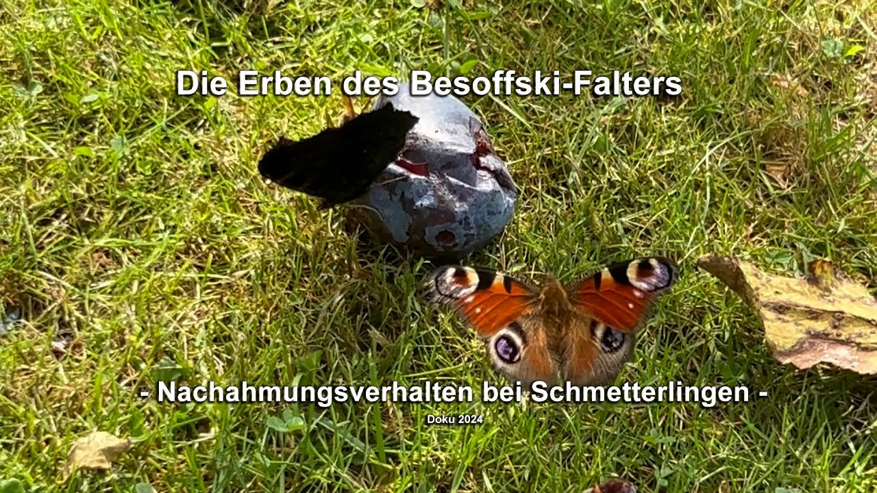 Die Erben des Besoffski-Falters - Nachahmungsverhalten bei Schmetterlingen