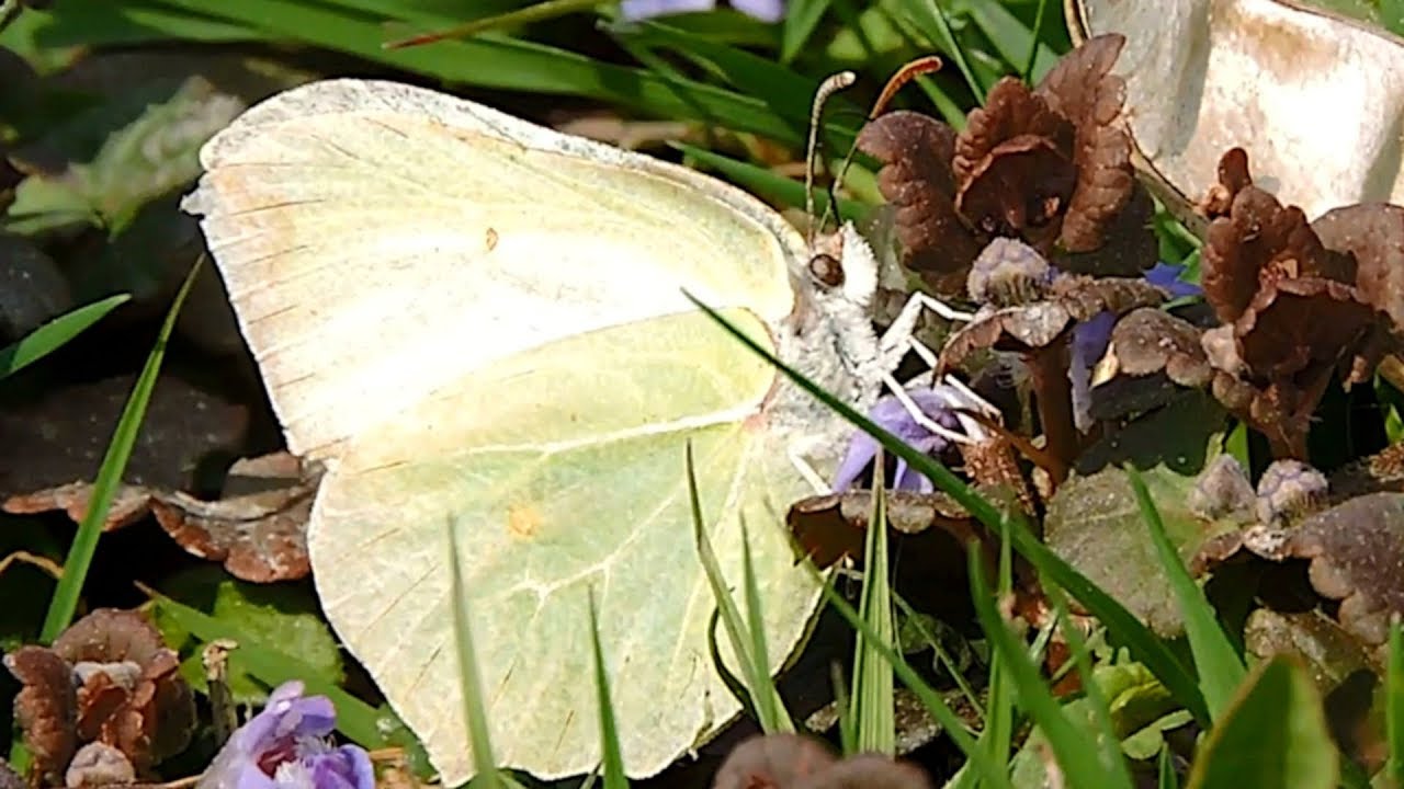 Motyl Latolistek cytrynek / Butterfly Common brimstone / Gonepteryx rhamni