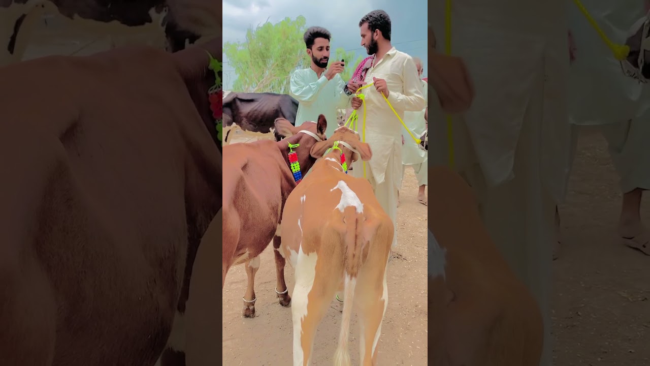 heifers for sale in punjab | #pkjanwarmandi #bachrian