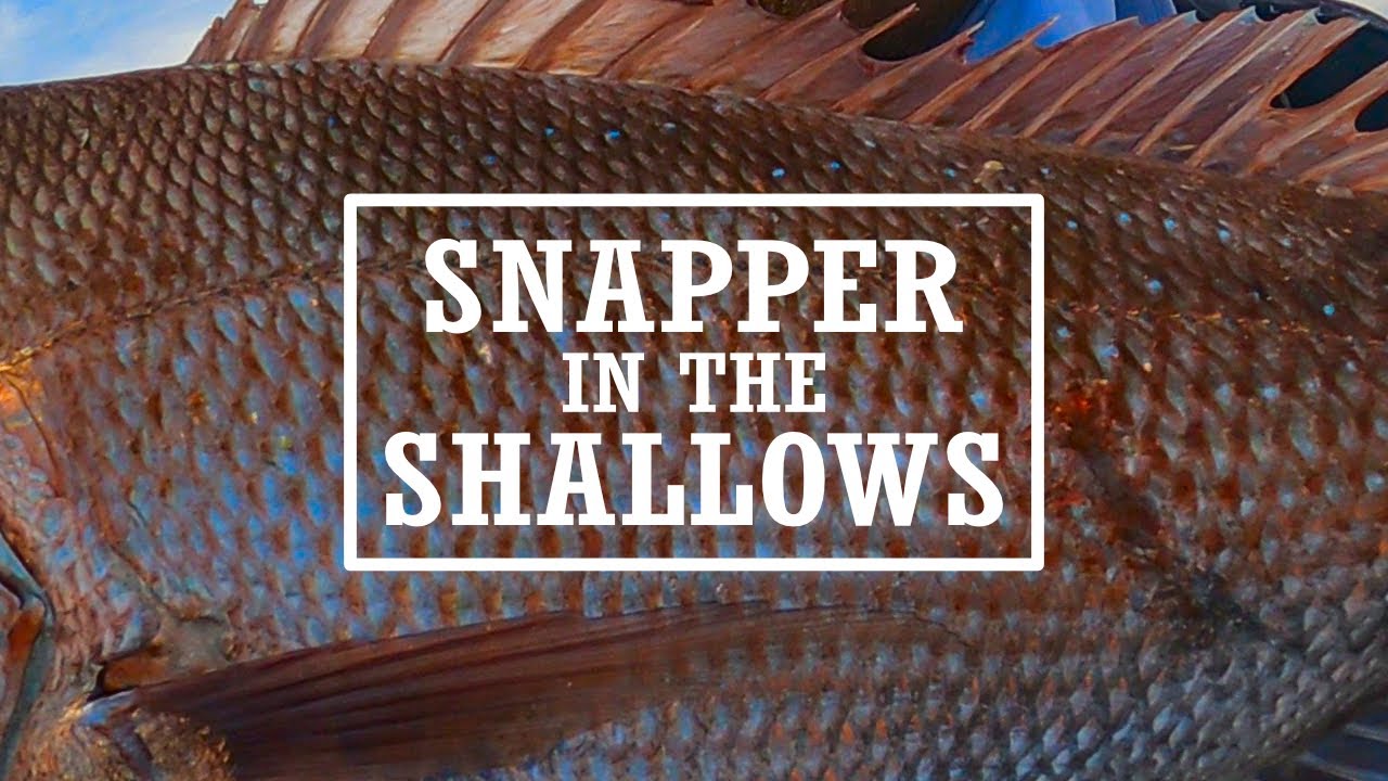 Westernport Snapper!