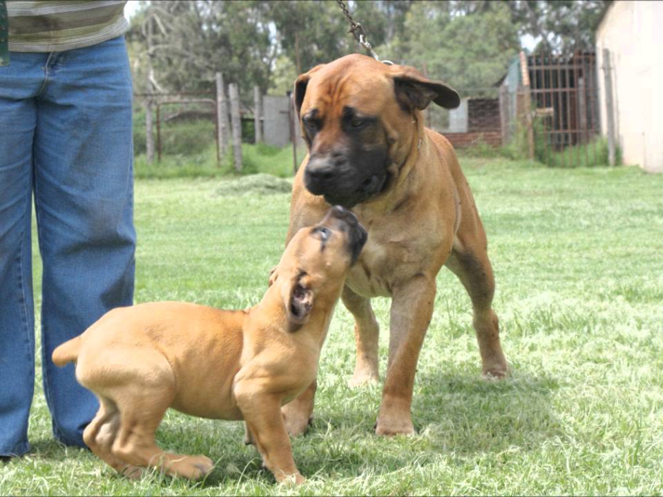 Gretchen Boerboels 2009