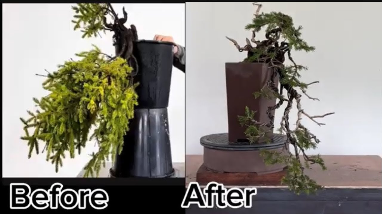Styling and potting spruce bonsai in cascade style