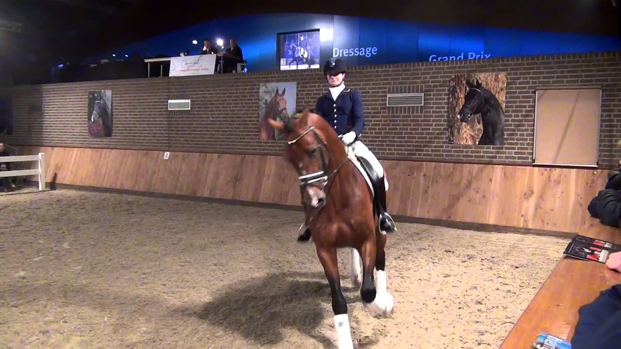 Geniaal KWPN - Stallion Show Vanuytert 2015