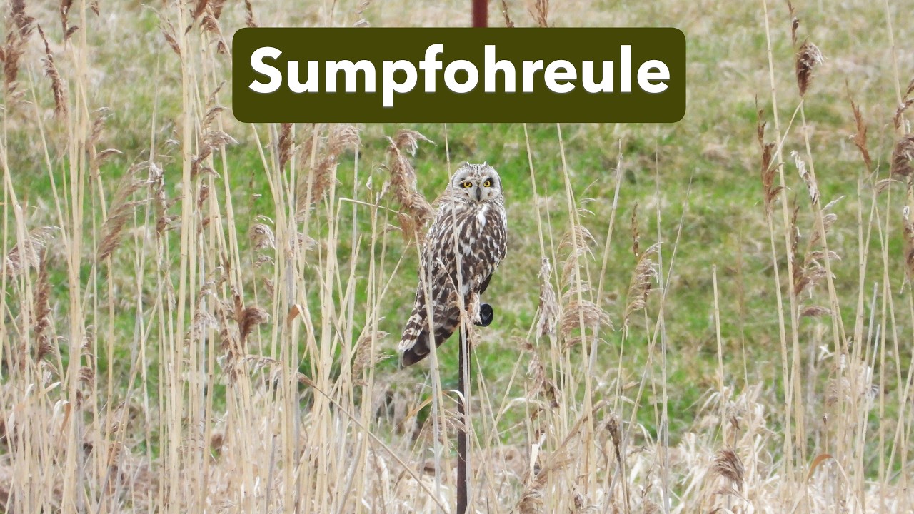 Eine Sumpfohreule im mecklenburgischen Elbetal