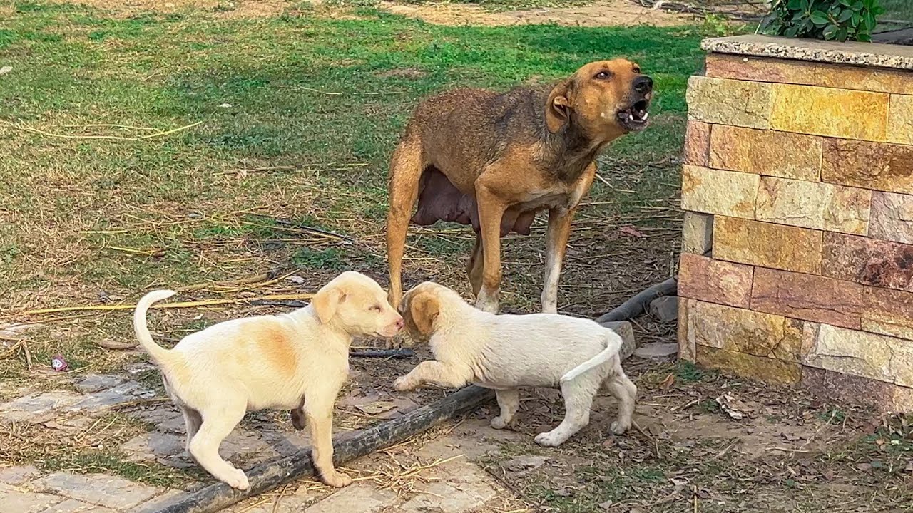 she wouldn't let anyone near her 6 puppies... but we was there to help her puppies.