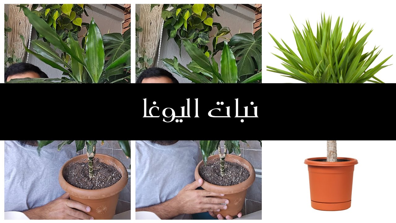 نبات اليوغا واهم طرق العناية فيها .