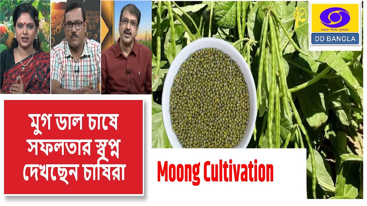 মুগ ডাল চাষের সঠিক ও সহজ পদ্ধতি