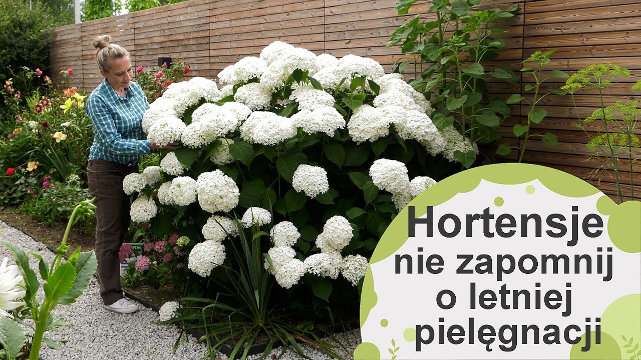 Hortensje - nie zapomnij o tym latem. Pielęgnacja i uprawa hortensji.
