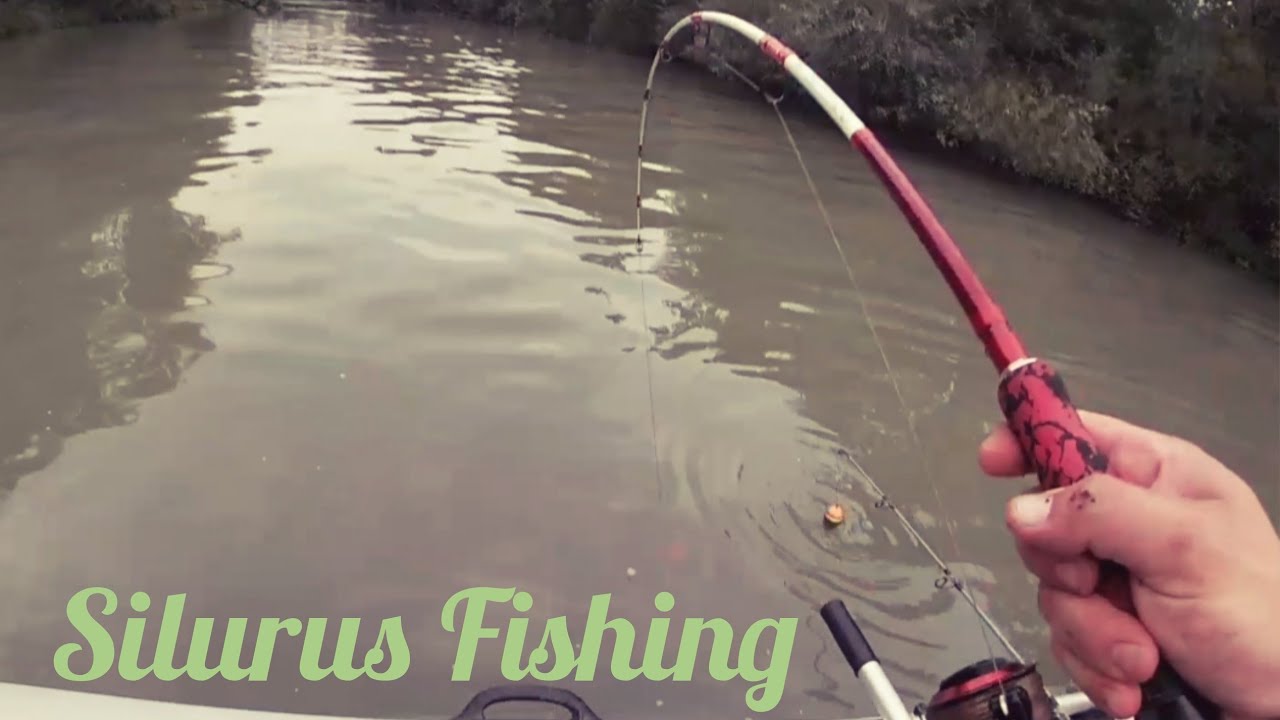 Silurus/CatFishing