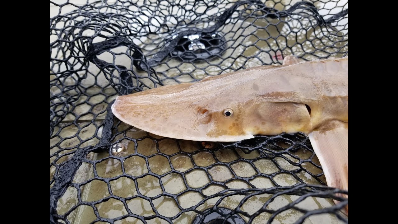 The Drowned Crawler Series: Episode 1: Slingin' Shovelnose Sturgeon