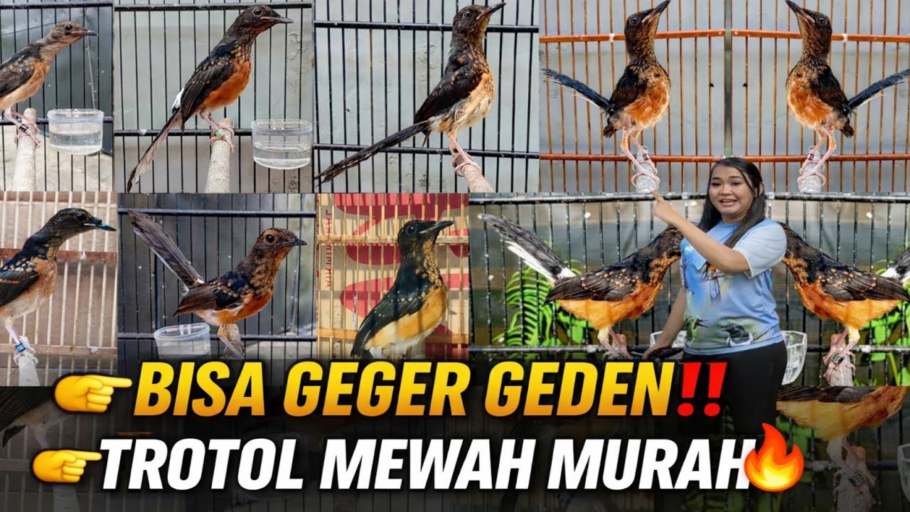 GEGER GEDEN‼️ MURAI TROTOLAN FIGHTER MEWAH HARGA MURAH, BERANI MAIN KELAS ATAS 🔥