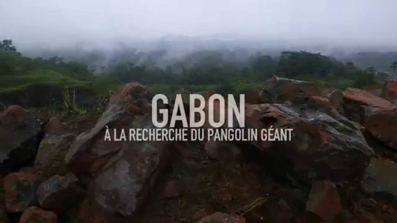 Gabon : à la recherche du pangolin géant