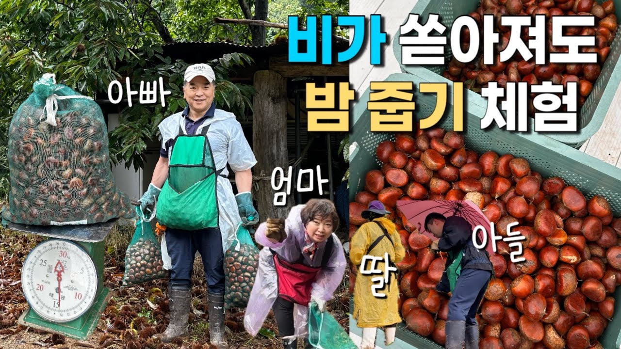 가을 밤줍기 체험 , 가을 밤 농장 체험ㅣ비가 쏟아져도 우리가족은 밤을 줍는다 ☔️🌰 밤 줍기 체험, 밤 농장 체험 In 고성 발촌농장
