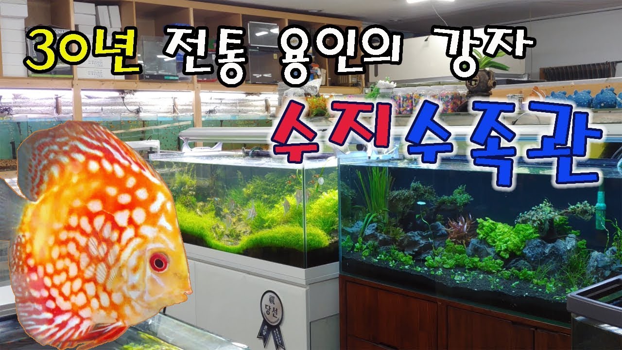 30년 전통 용인의 수지수족관 방문기(열대어, 수초레이아웃 전문)